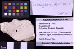 Foto (Objekt + Etiketten) von Decapoda indet. (NHMW-GEO-1990-0041-0475)